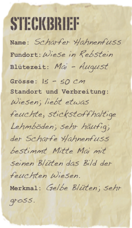 Steckbrief
Name: Scharfer HahnenfussFundort:Wiese in RebsteinBlütezeit: Mai - August
Grösse: 15 - 50 cm
Standort und Verbreitung: Wiesen; liebt etwas feuchte, stickstoffhaltige Lehmböden; sehr häufig; der Scharfe Hahnenfuss bestimmt Mitte Mai mit seinen Blüten das Bild der feuchten Wiesen.
Merkmal: Gelbe Blüten; sehr gross. 

