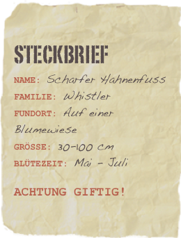 Steckbrief
Name: Scharfer HahnenfussFamilie: Whistler 
Fundort: Auf einer Blumewiesegrösse: 30-100 cm blütezeit: Mai - Juli

AchTUNg giftig!