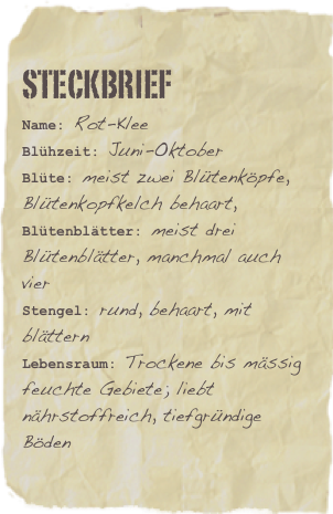 Steckbrief
Name: Rot-Klee
Blühzeit: Juni-Oktober
Blüte: meist zwei Blütenköpfe, Blütenkopfkelch behaart, Blütenblätter: meist drei Blütenblätter, manchmal auch vier
Stengel: rund, behaart, mit blättern
Lebensraum: Trockene bis mässig feuchte Gebiete; liebt nährstoffreich, tiefgründige Böden